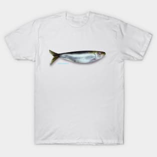 Sardine Fish T-Shirt